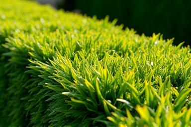 Neatly trimmed hedge